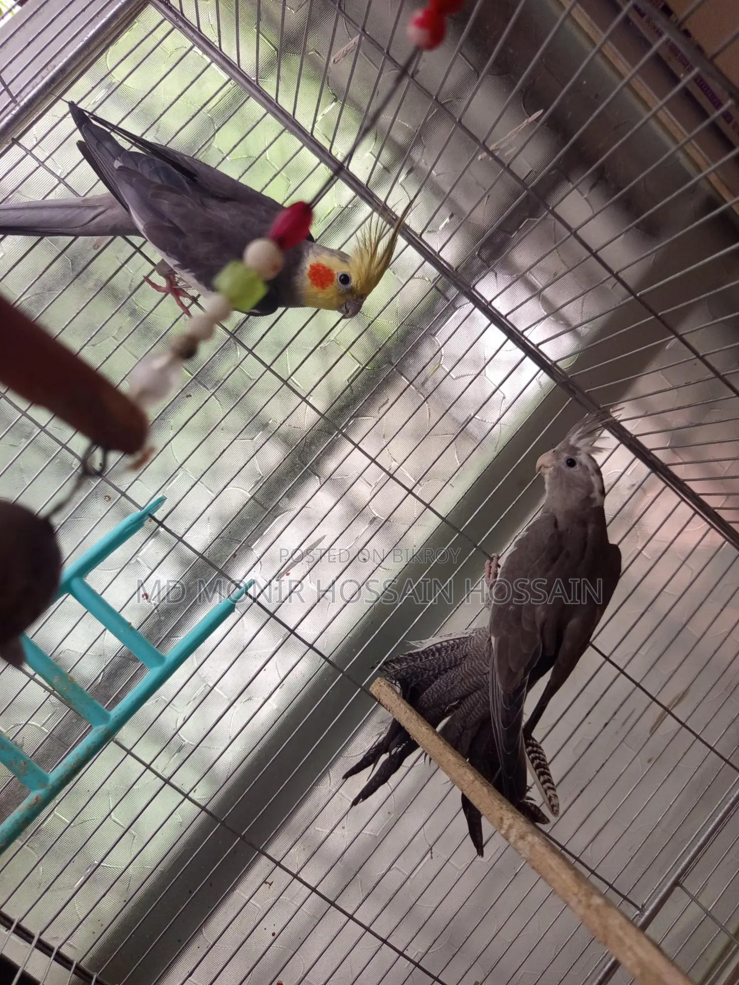 এক জোড়া ককাটেল পাখি এডাল্স সম্পুন সুস্থ