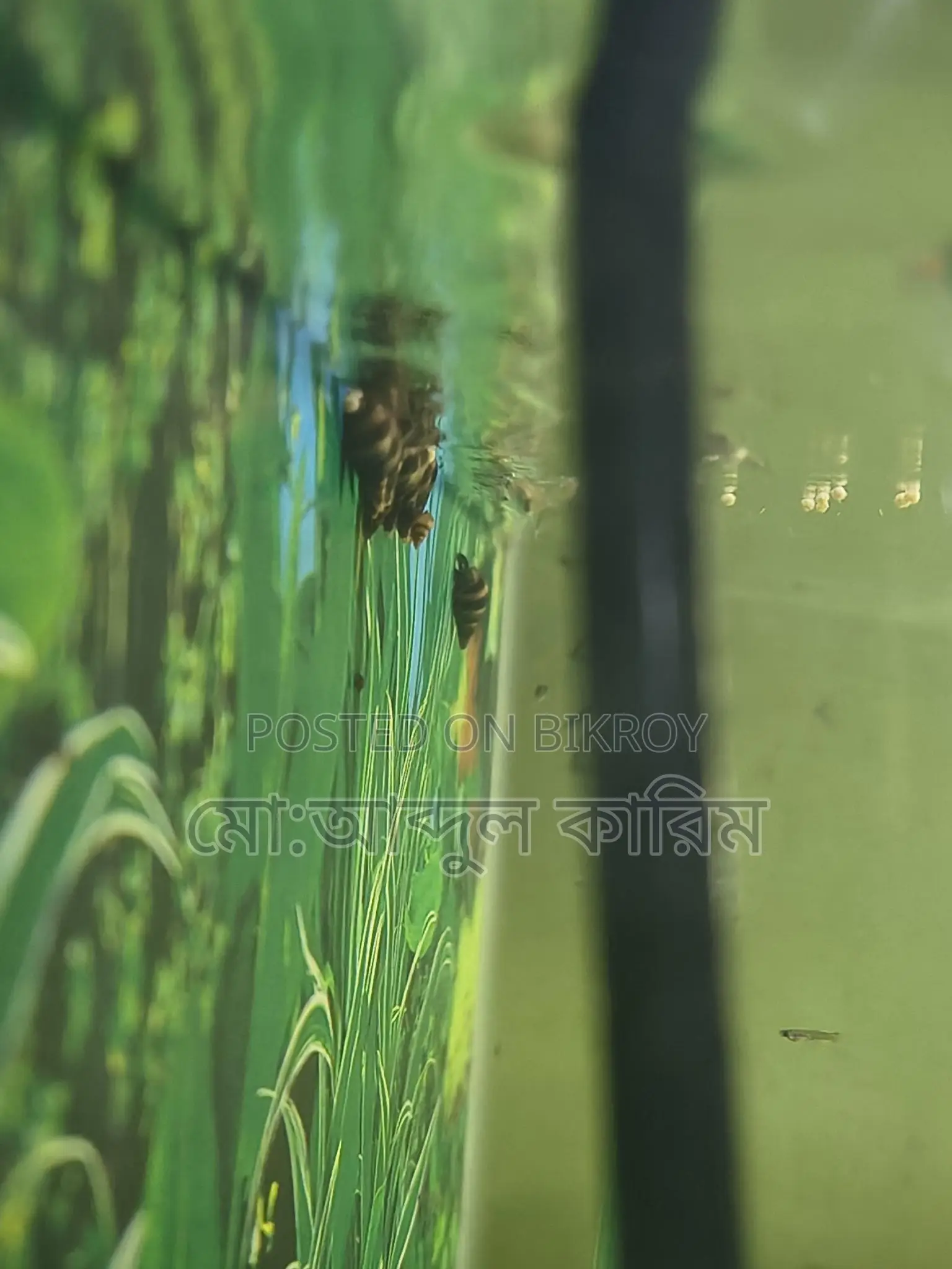 একুরিয়ামের শামুক