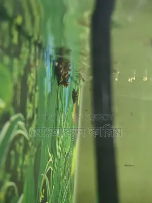 একুরিয়ামের শামুক