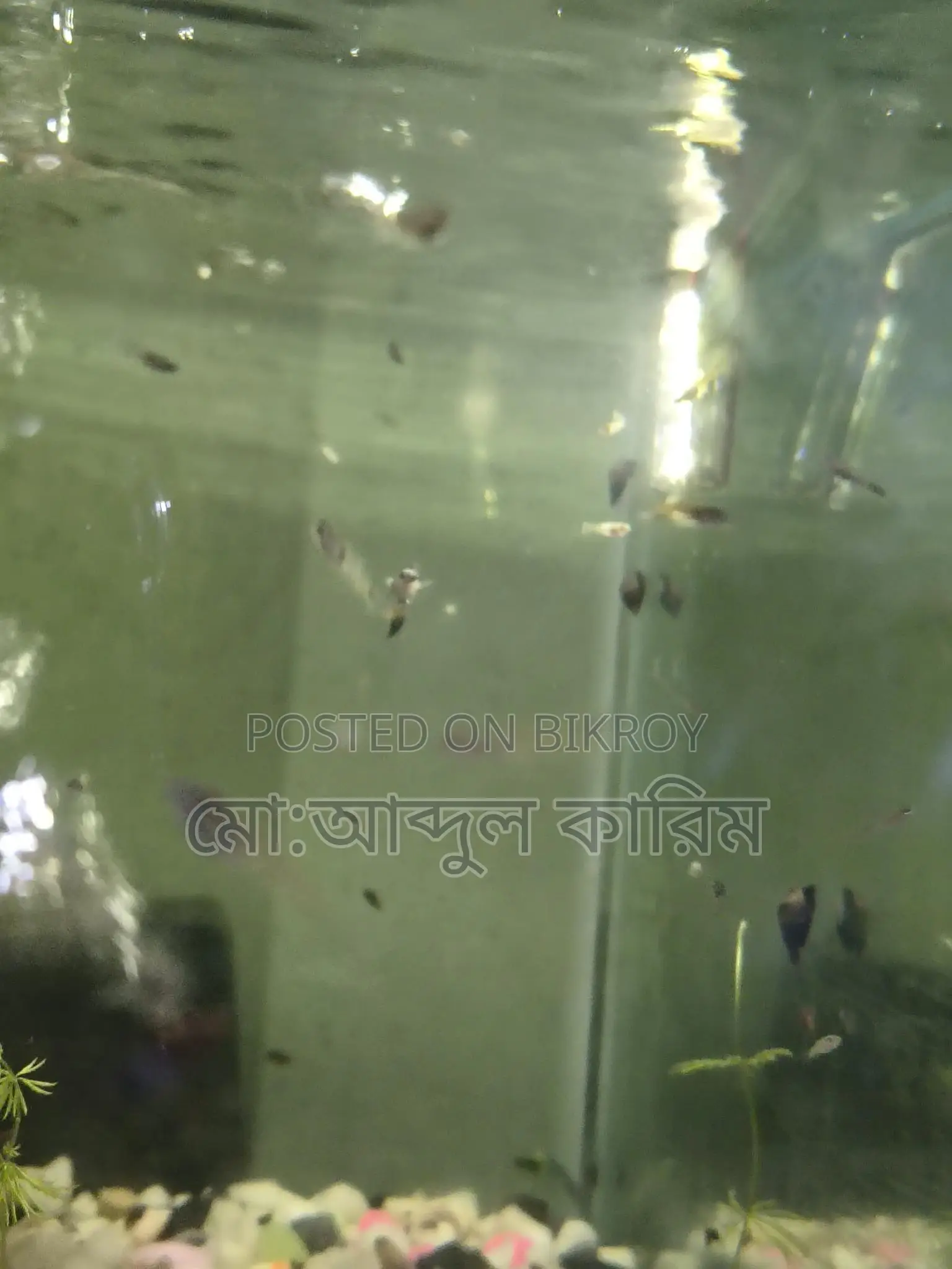 একুরিয়ামের শামুক