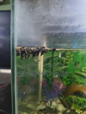 একুরিয়ামের শামুক