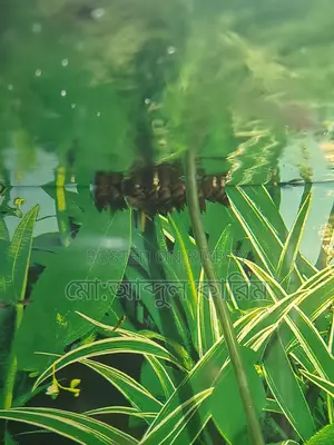 একুরিয়ামের শামুক
