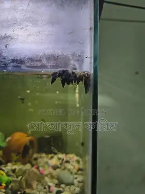 একুরিয়ামের শামুক