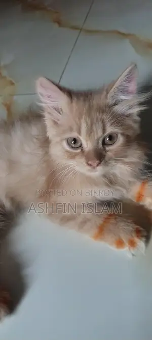 Persian Cat