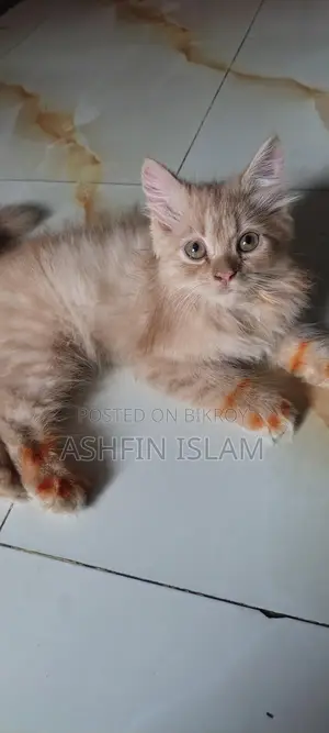 Persian Cat