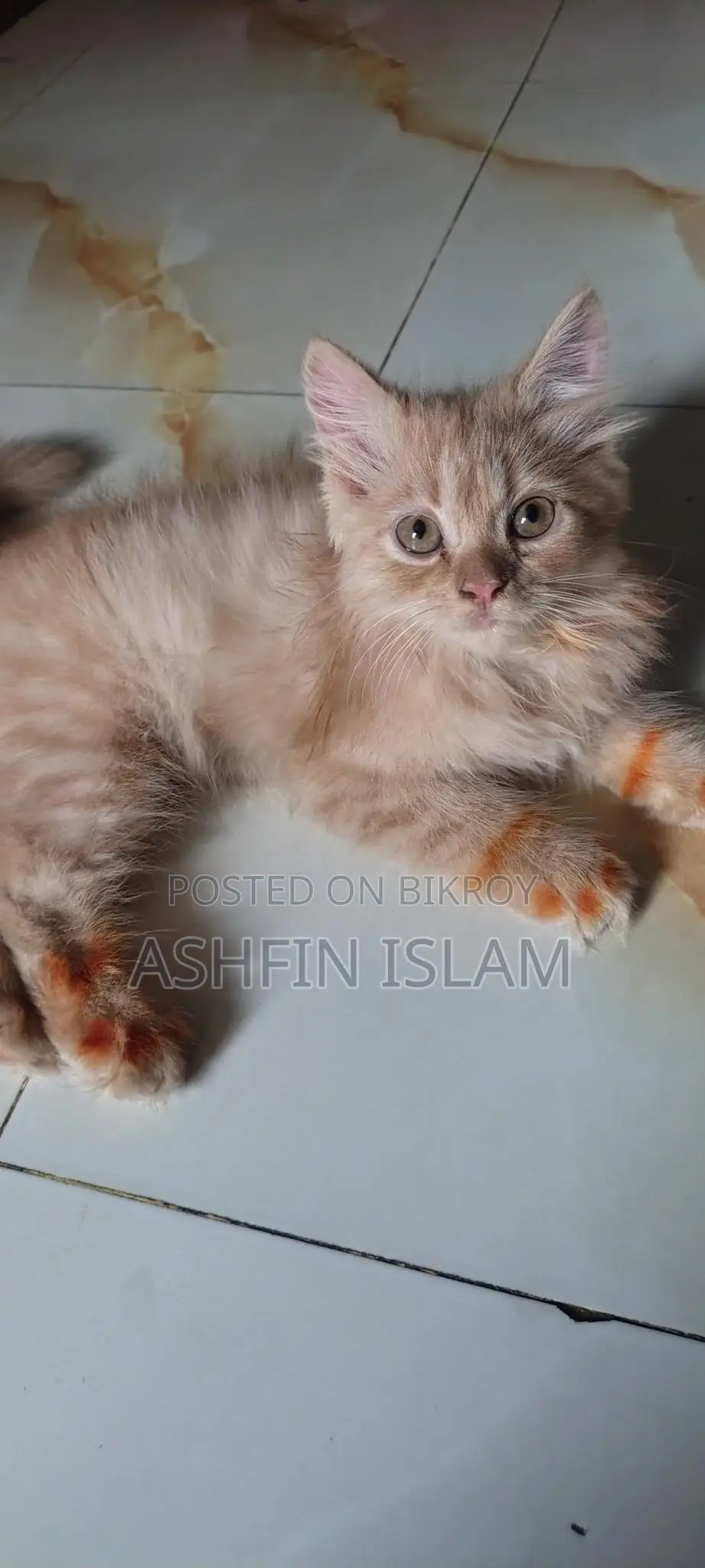Persian Cat