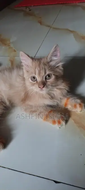 Persian Cat