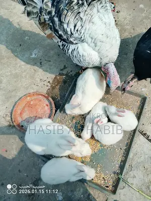 Several White Japanese Rabbits for Sale
