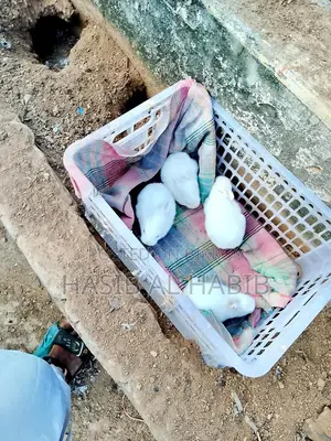Several White Japanese Rabbits for Sale