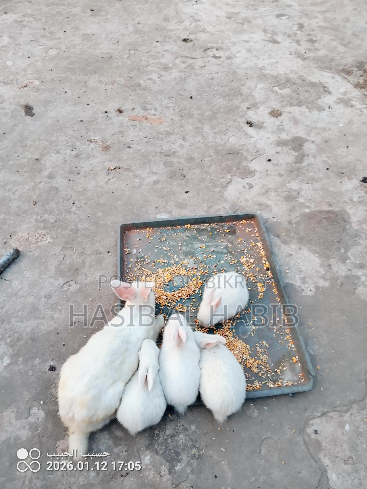 Several White Japanese Rabbits for Sale