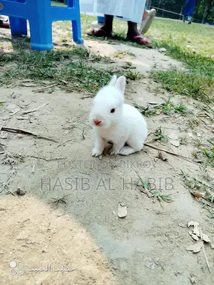Several White Japanese Rabbits for Sale
