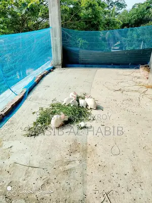 Several White Japanese Rabbits for Sale