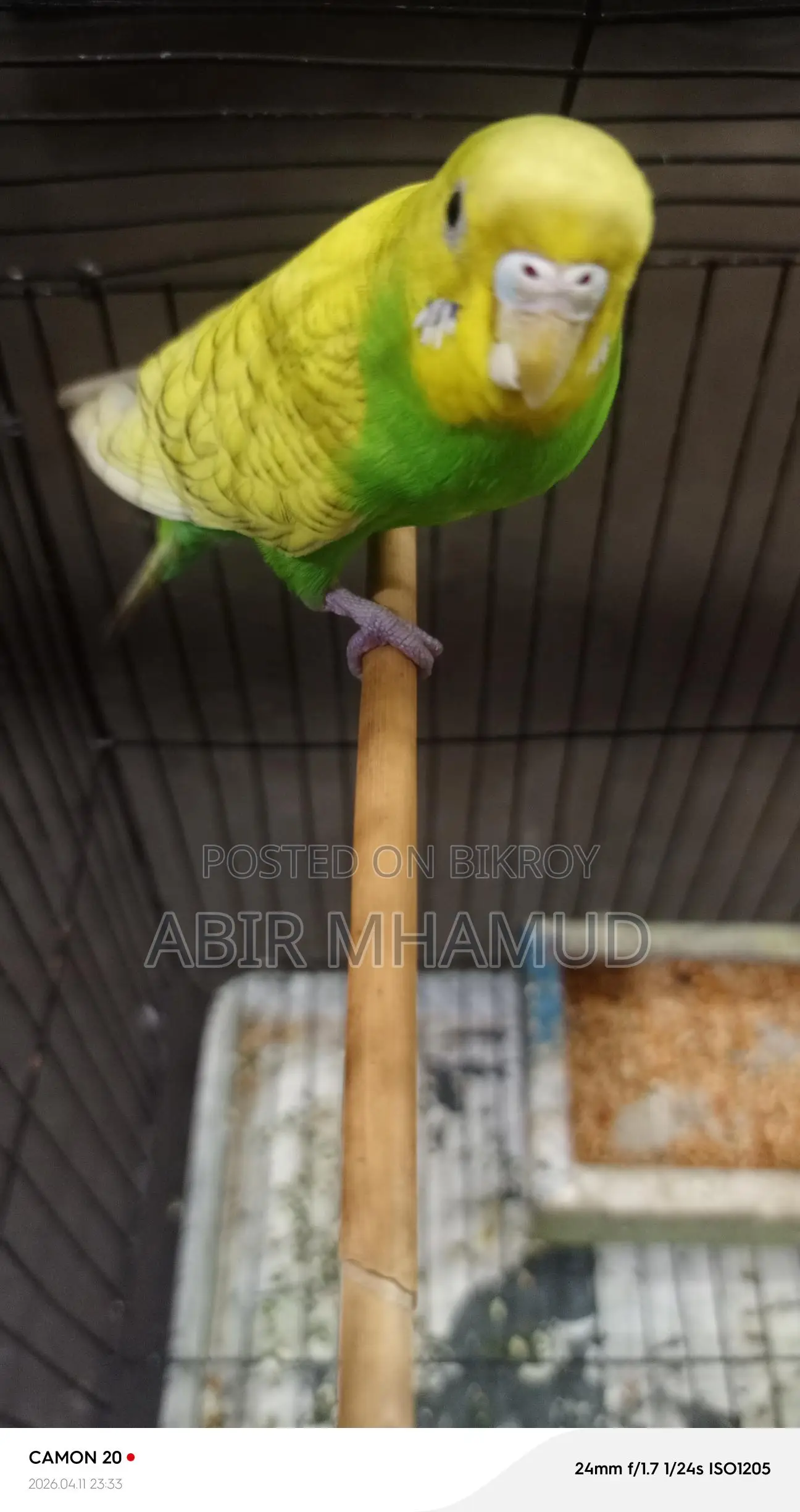 Birds for sale