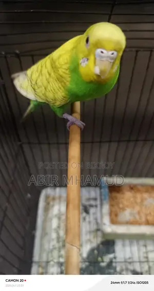 Birds for sale