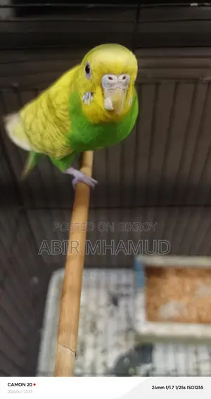 Birds for sale