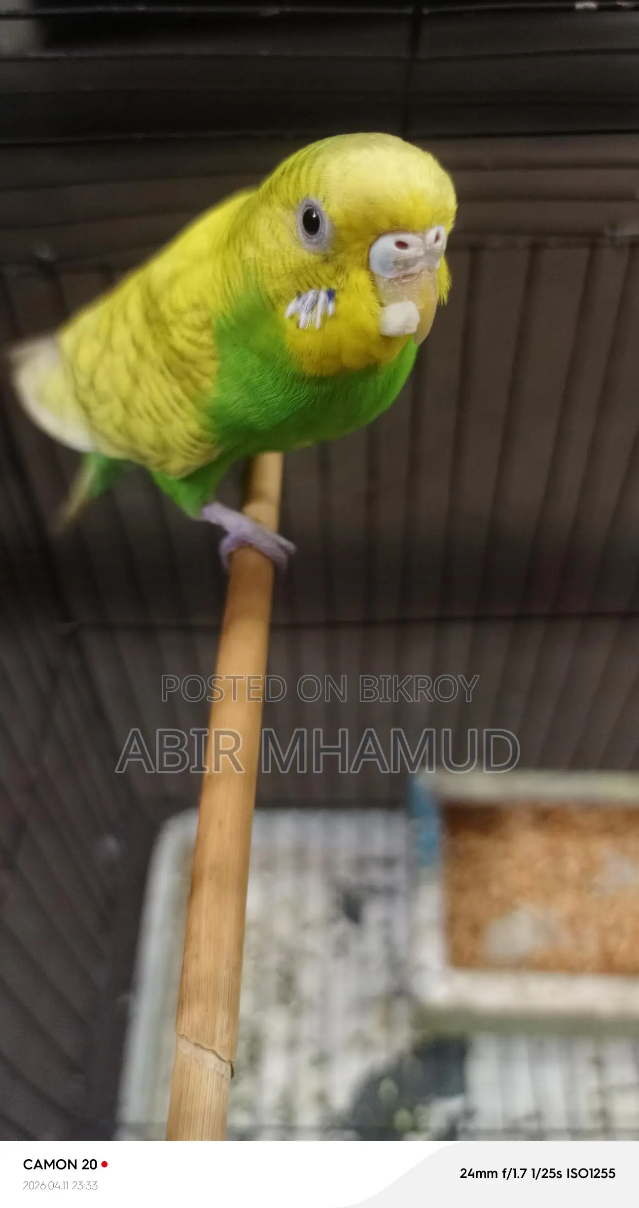 Birds for sale