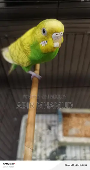 Birds for sale