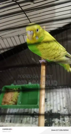 Birds for sale