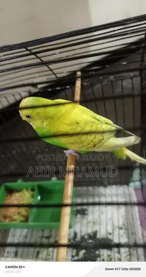 Birds for sale