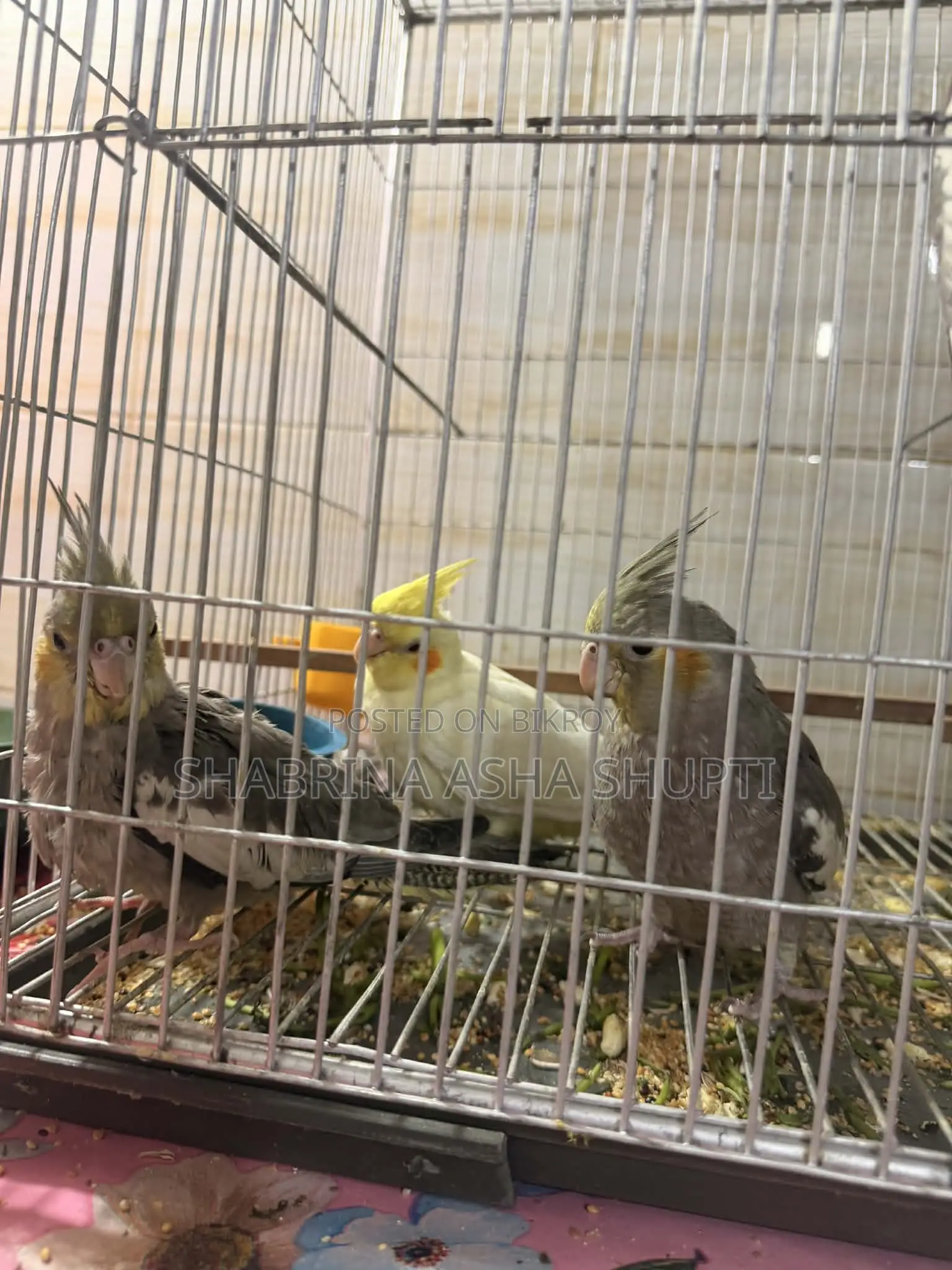 Cockatiel Bird