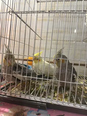 Cockatiel Bird