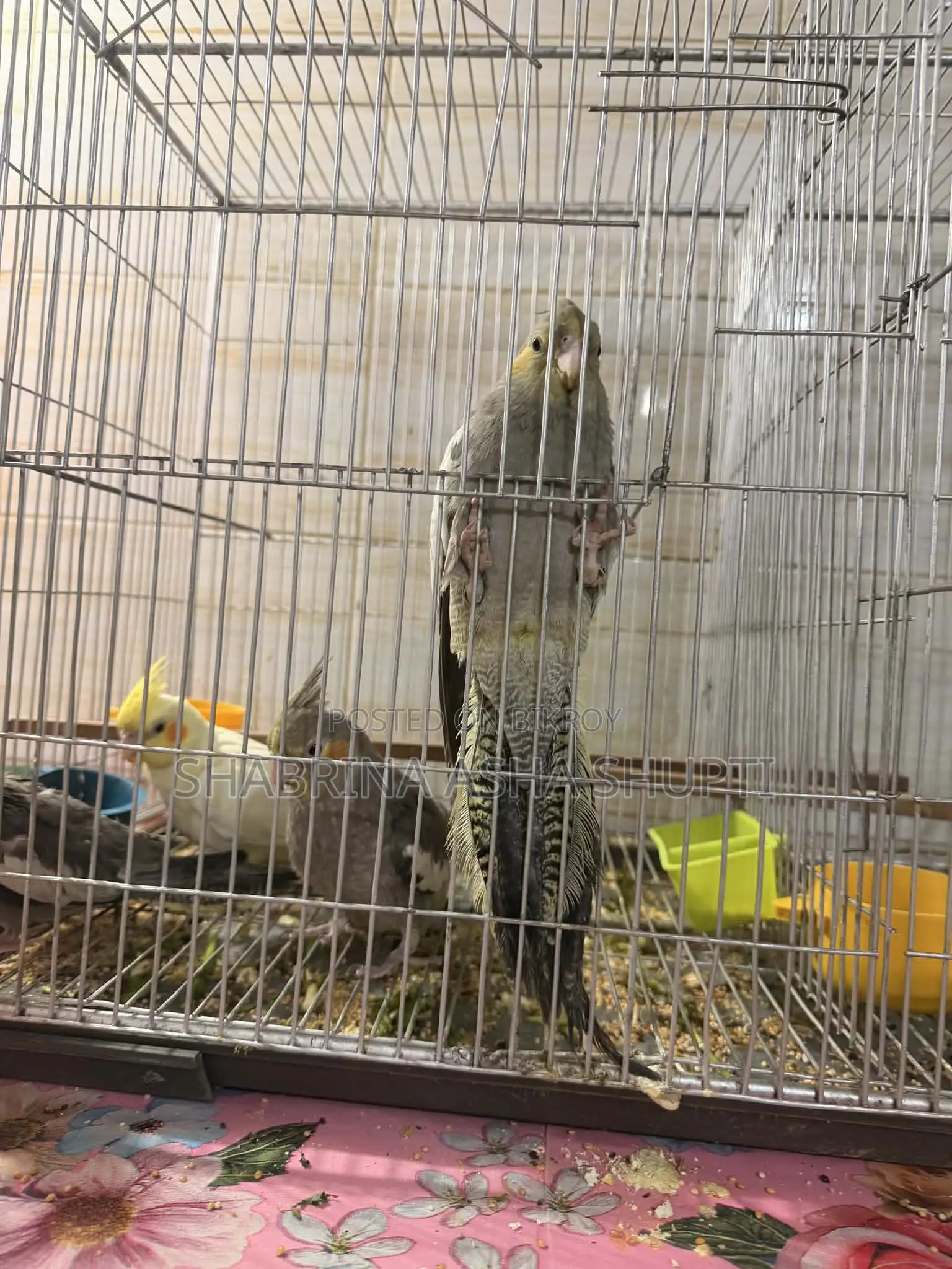 Cockatiel Bird
