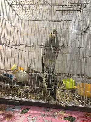 Cockatiel Bird