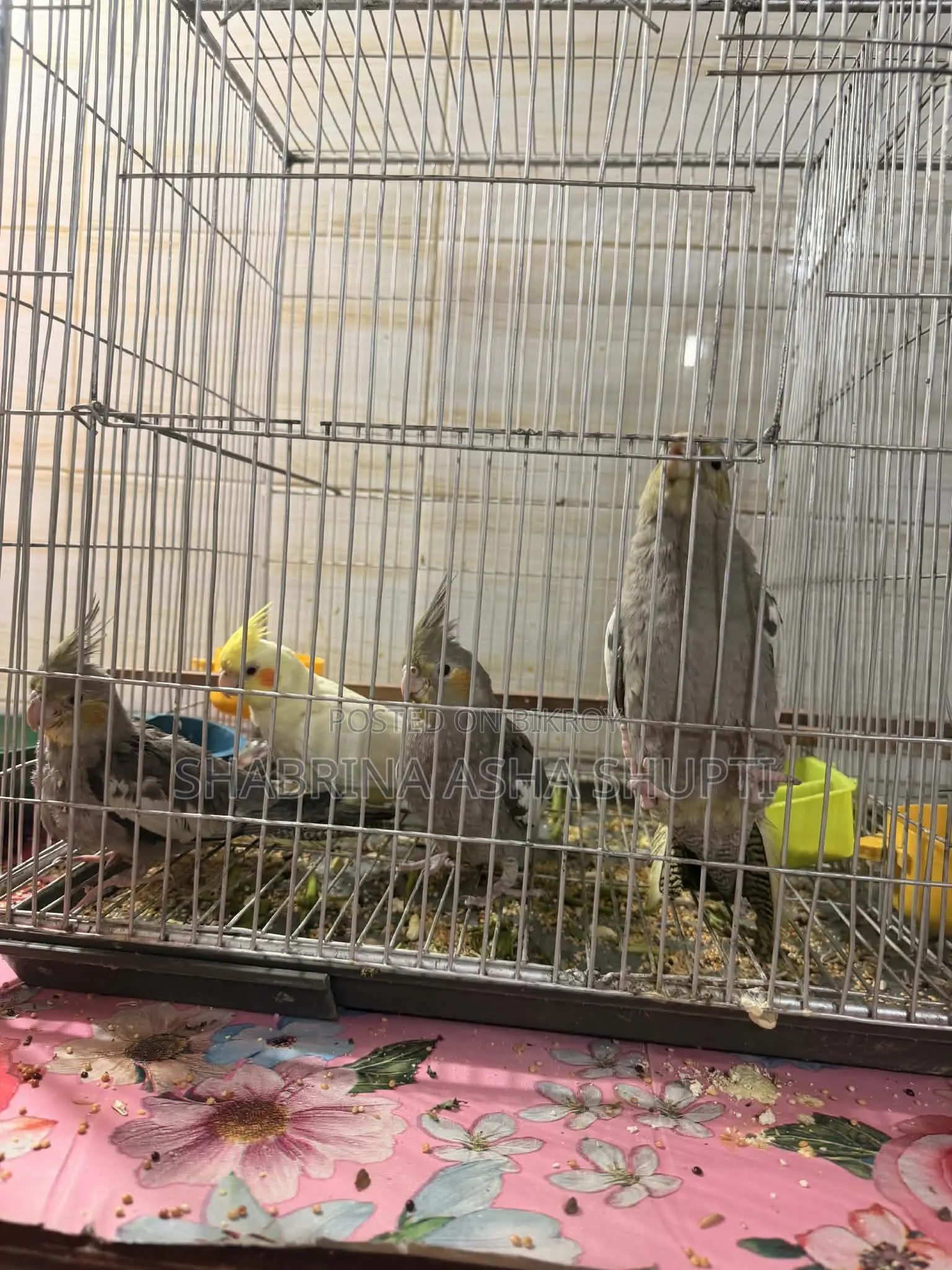 Cockatiel Bird