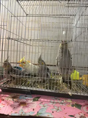 Cockatiel Bird
