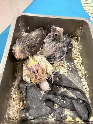 Cockatiel Bird
