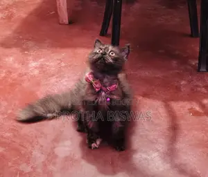 Persian Cat