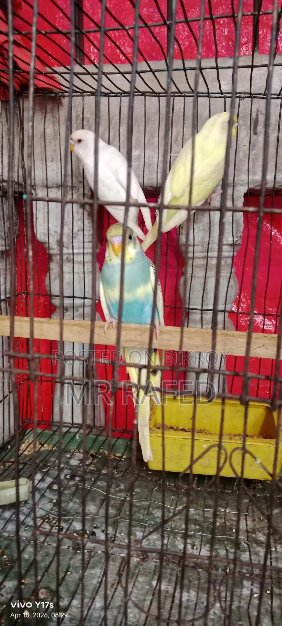 Red Eye Budgie