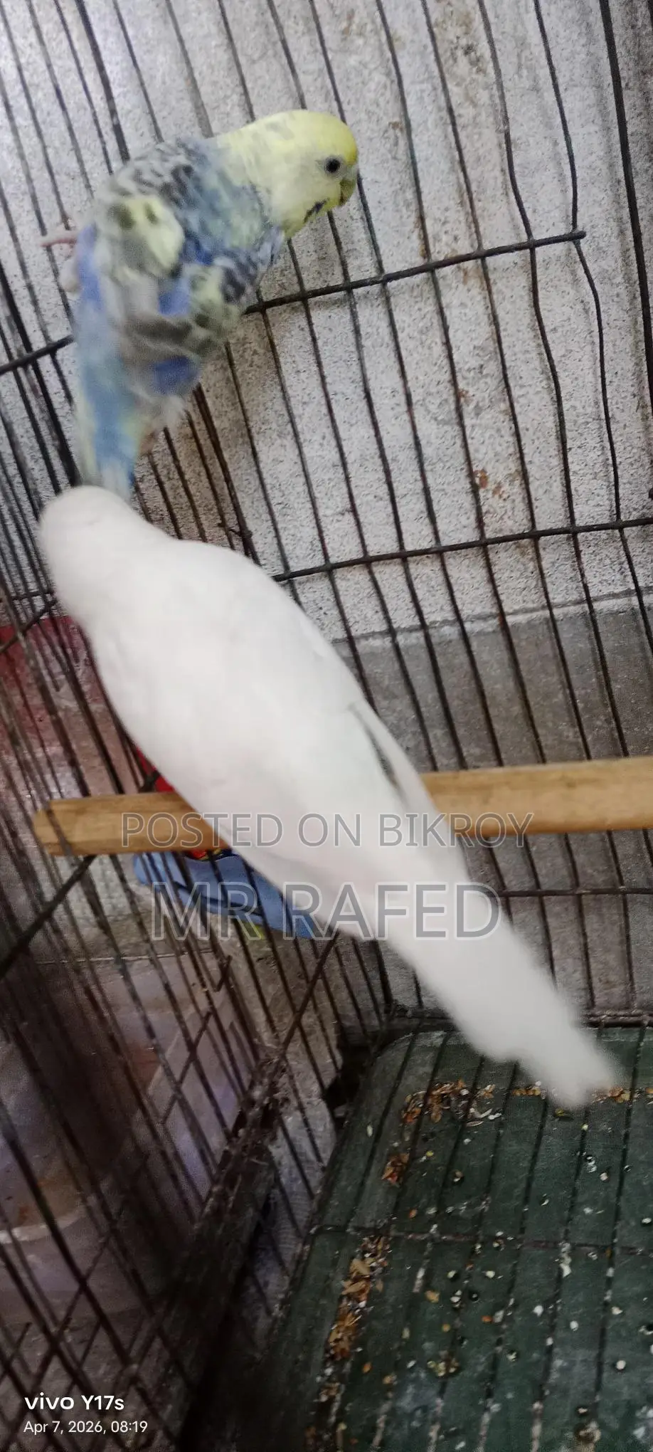 Red Eye Budgie