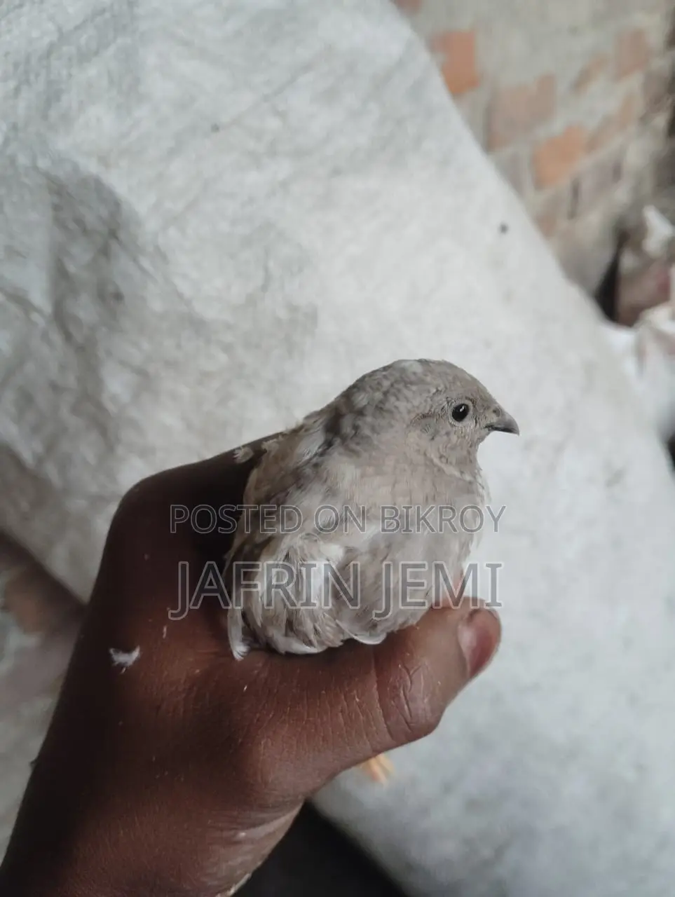 King Quail Bird