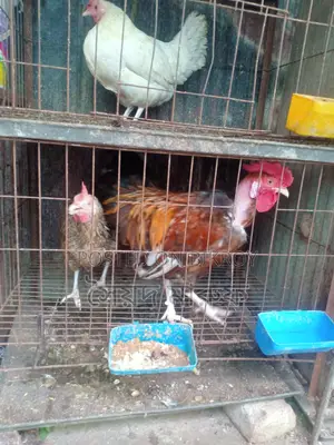 পিওর মুরগির ডিম