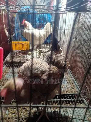 পিওর মুরগির ডিম