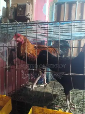 পিওর মুরগির ডিম