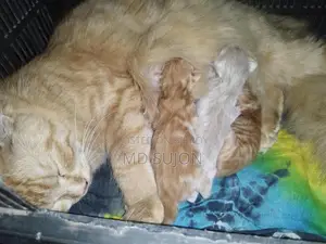 Mix Breed Ginger Kitten with Mother Cat