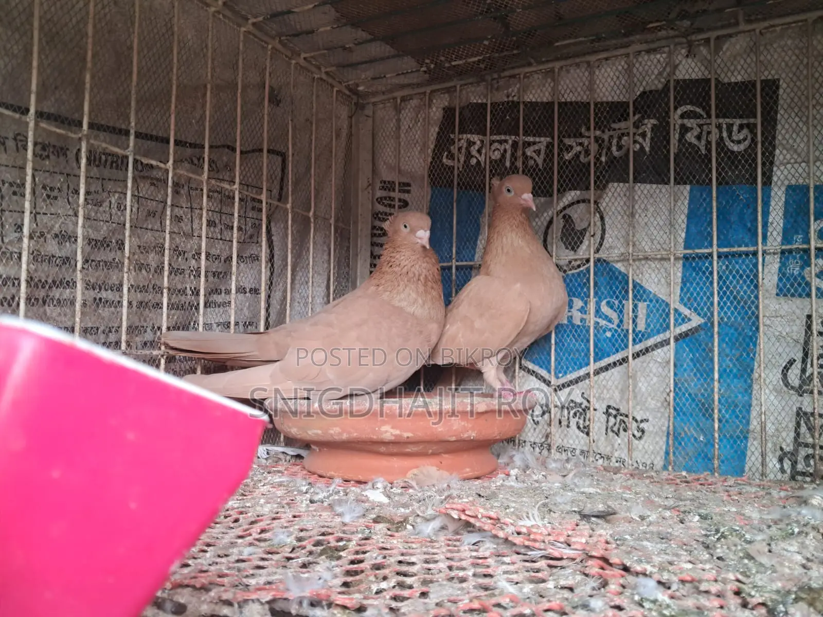 Giya Chulli Running Pair
