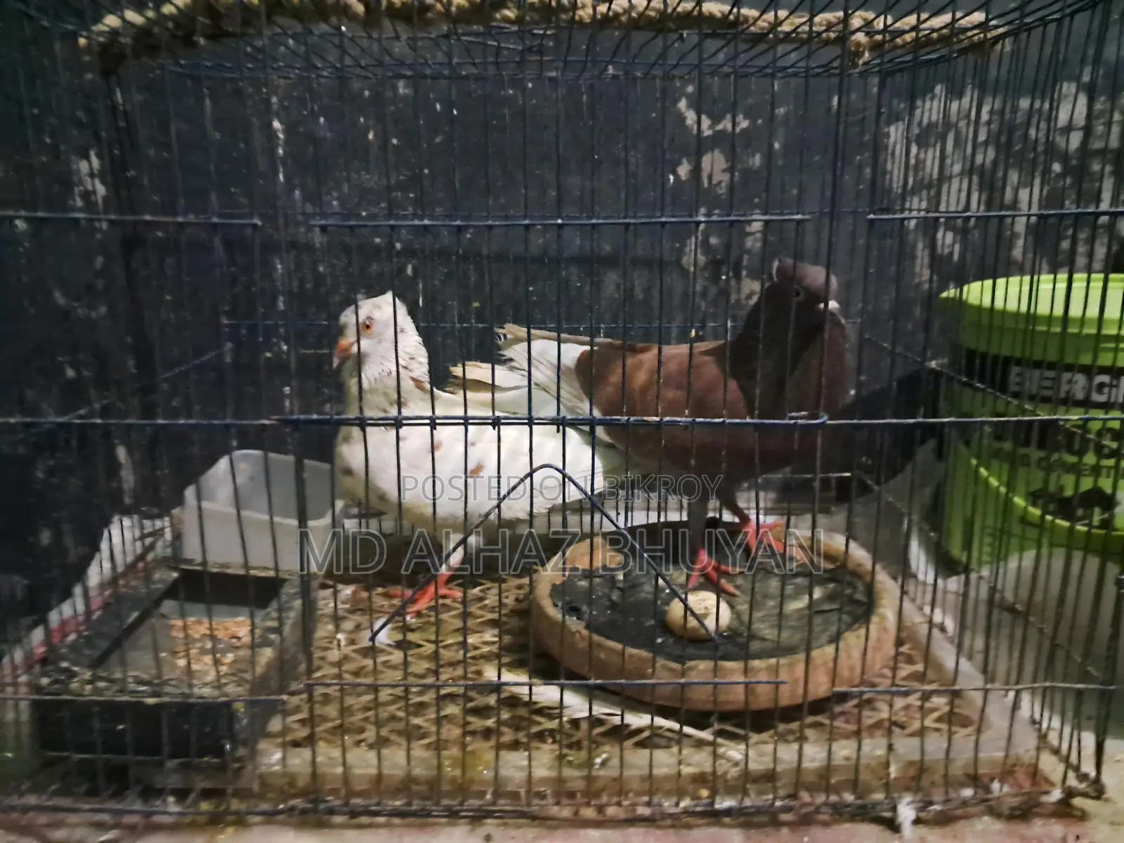 Pigeon