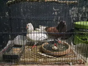 Pigeon