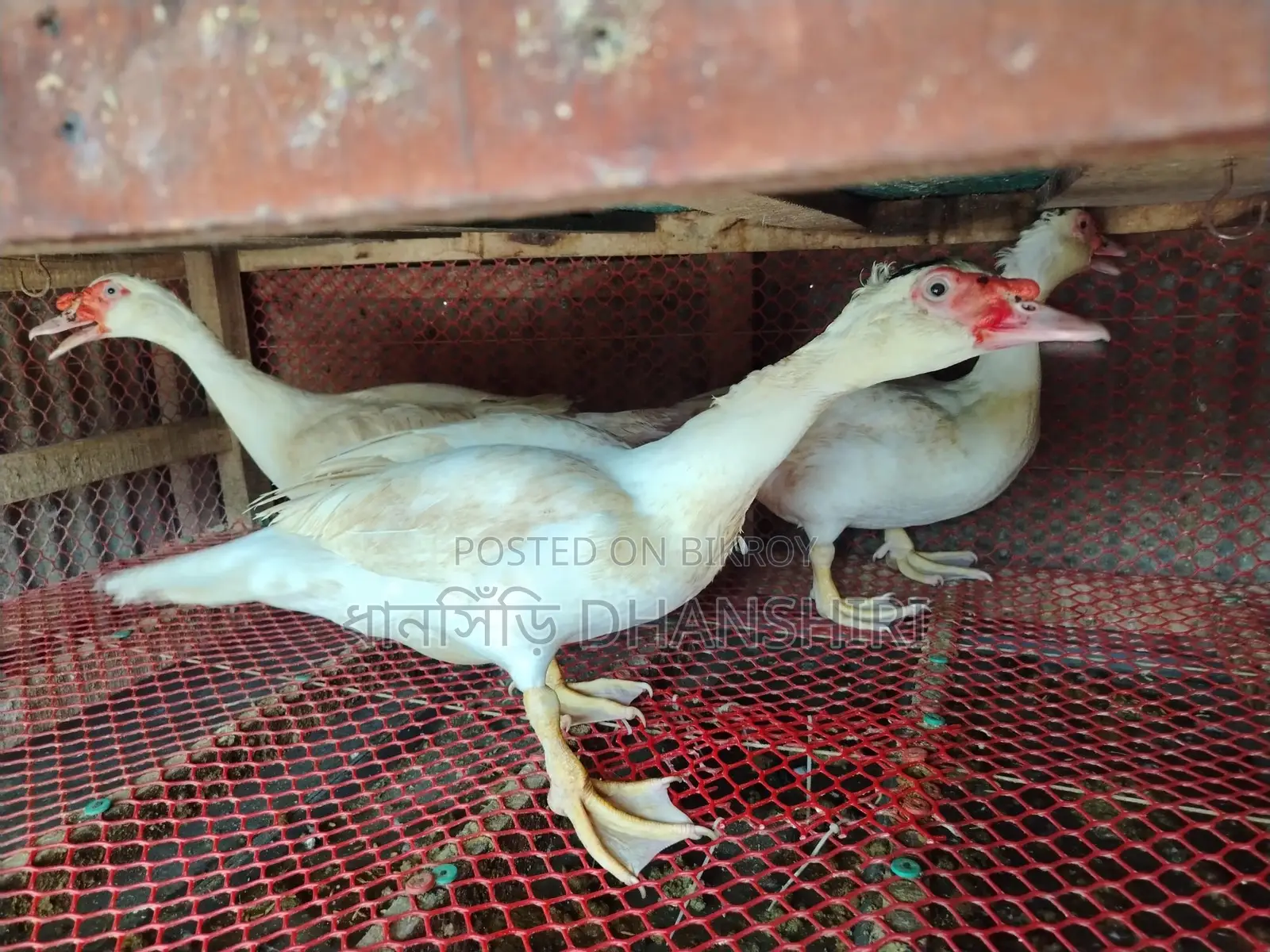 Adult Male White Muscovy Duck