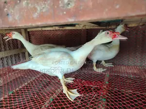 Adult Male White Muscovy Duck