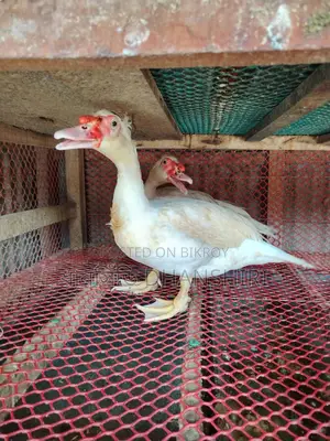 Adult Male White Muscovy Duck
