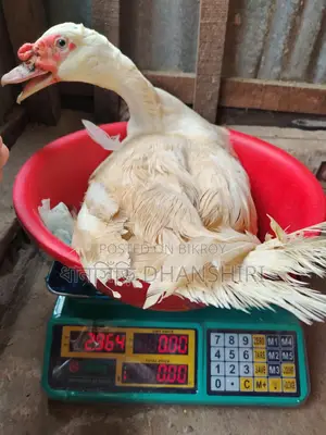 Adult Male White Muscovy Duck
