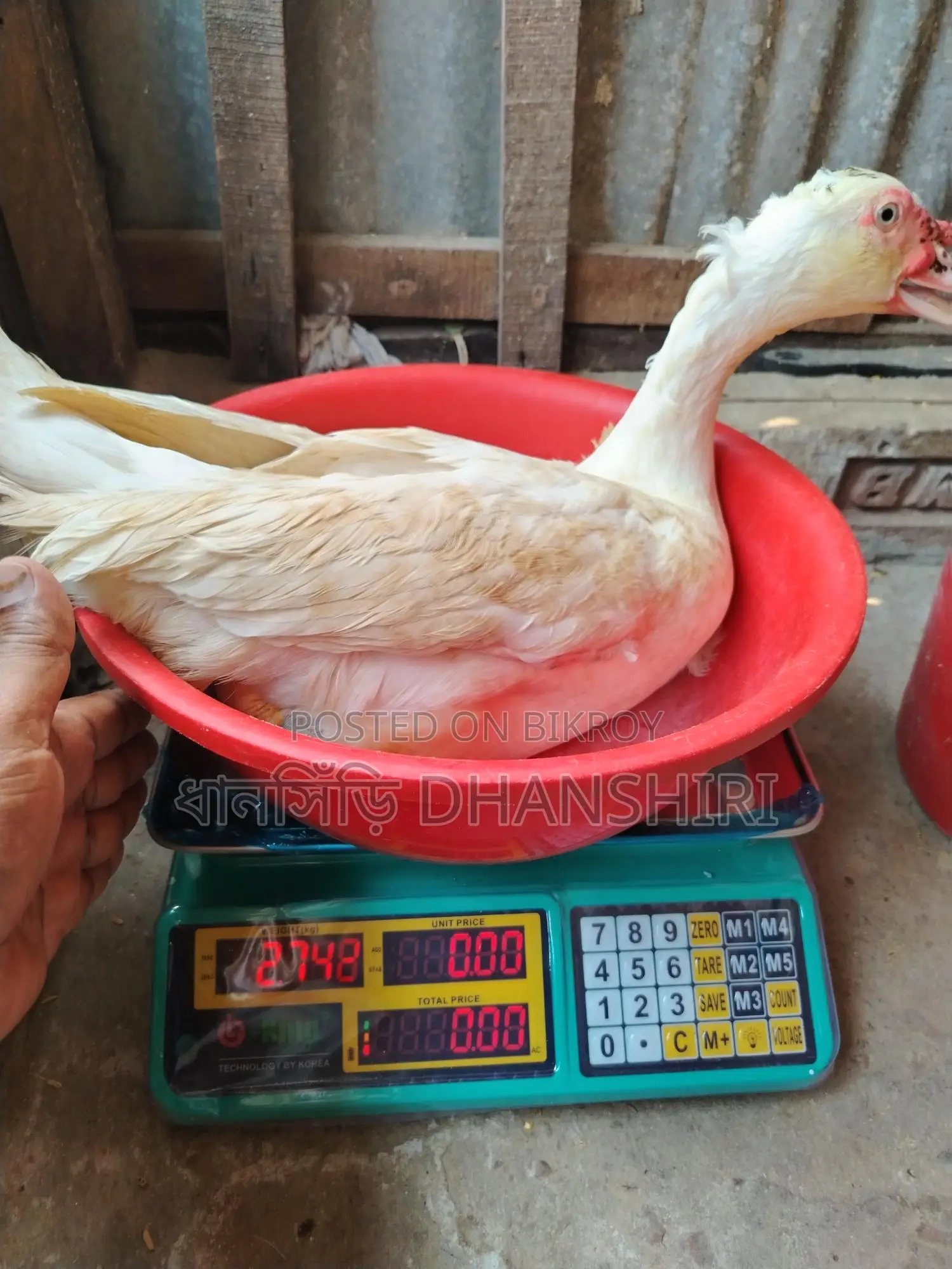 Adult Male White Muscovy Duck