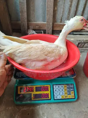 Adult Male White Muscovy Duck