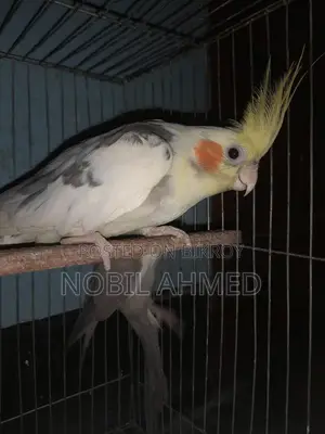 Cockatiel Bird 1 Pair