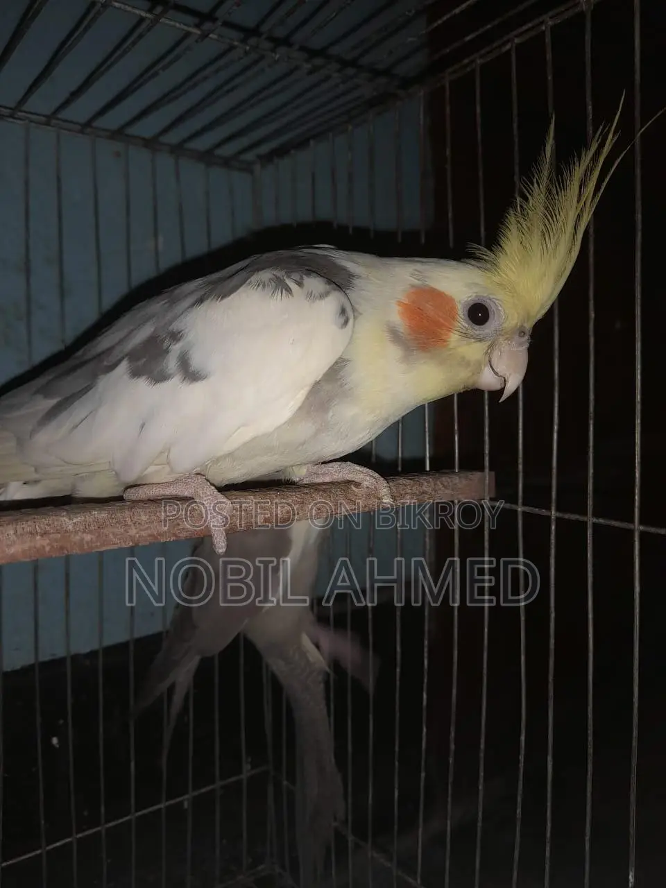 Cockatiel Bird 1 Pair