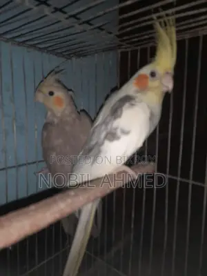 Cockatiel Bird 1 Pair